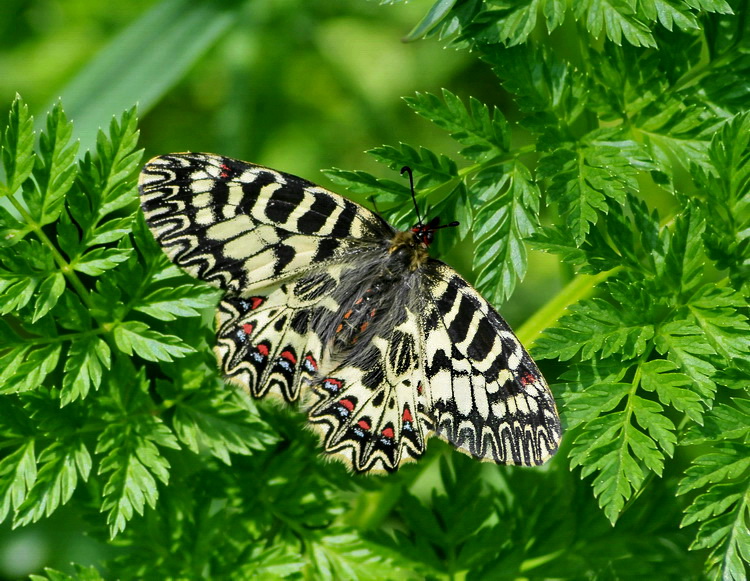 Zerynthia polyxena